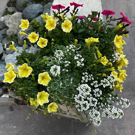 Haus Floralp Apartament Zermatt